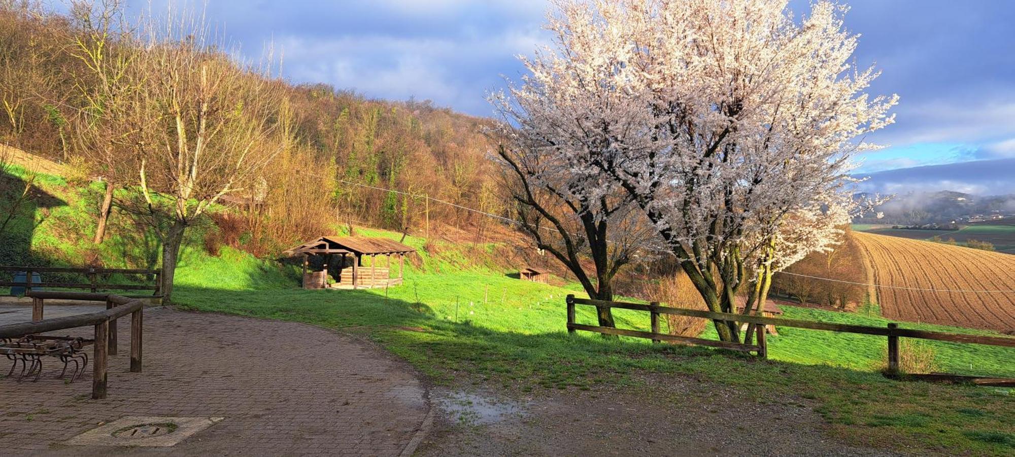 Cascina Fazioli Villa Alfiano Natta Exteriör bild