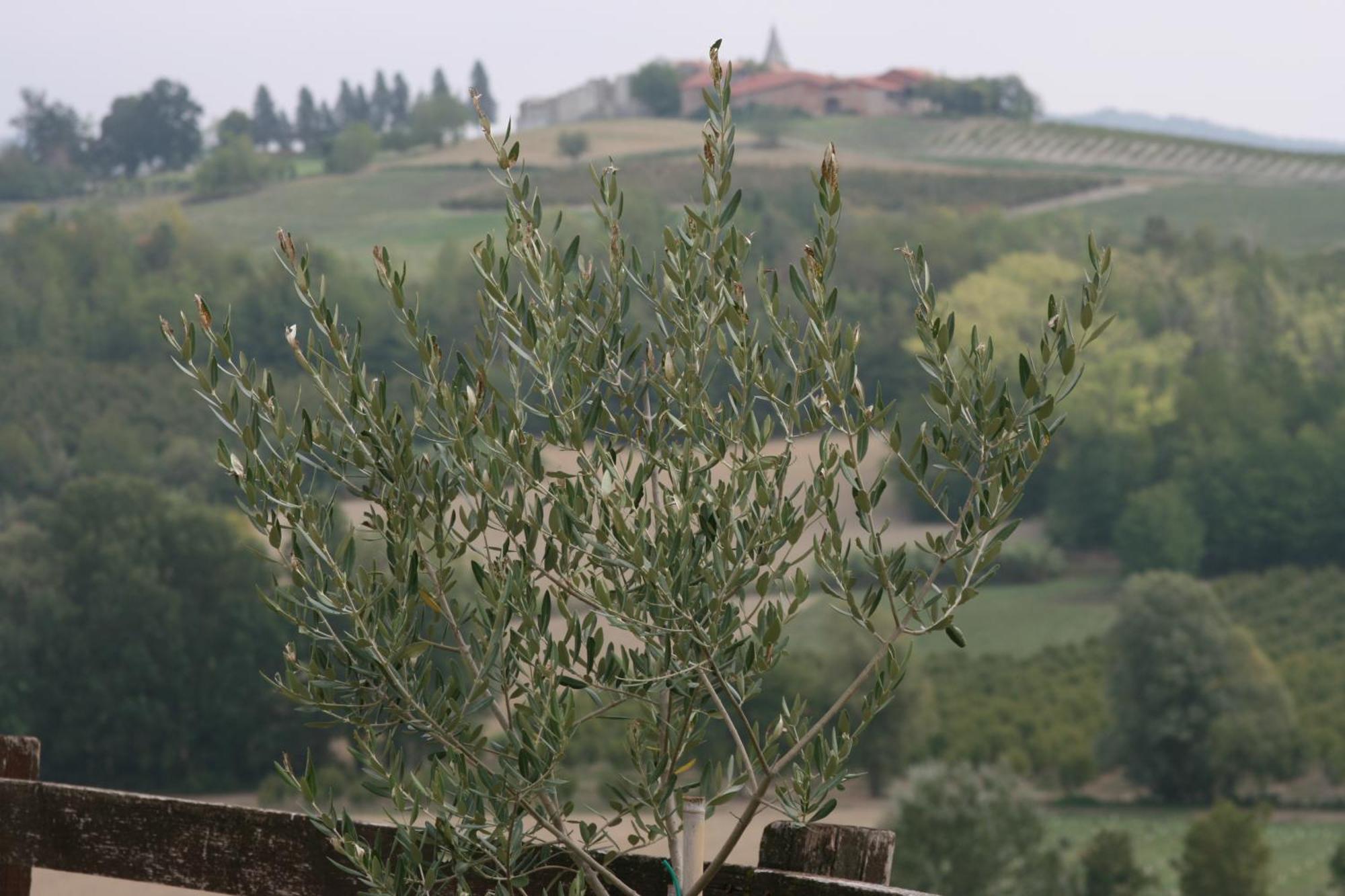 Cascina Fazioli Villa Alfiano Natta Exteriör bild